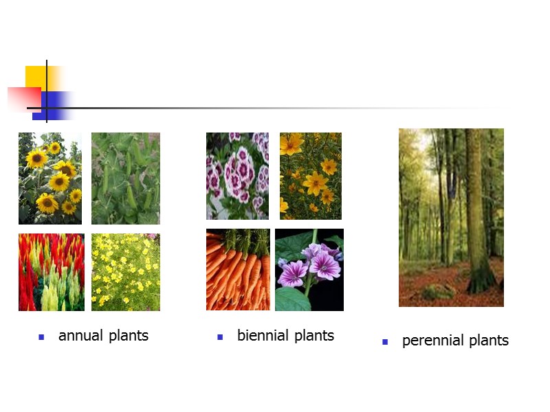 annual plants       biennial perennial biennial plants  